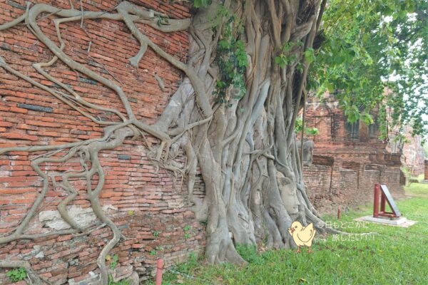 ワット・プラ・マハタート（Wat Phra Maharhat）の仏頭