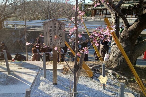 福岡県宮地嶽神社の「嵐」記念植樹の桜